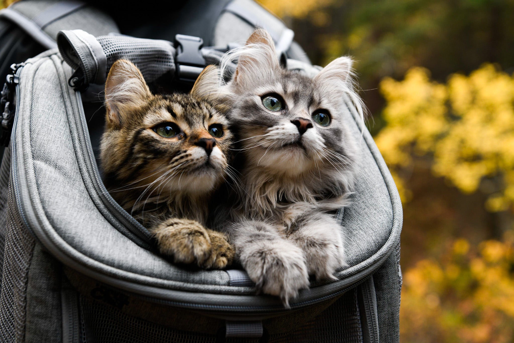 Travel Cat Tuesday: Rescued Kitty Sisters with an Unbreakable Bond