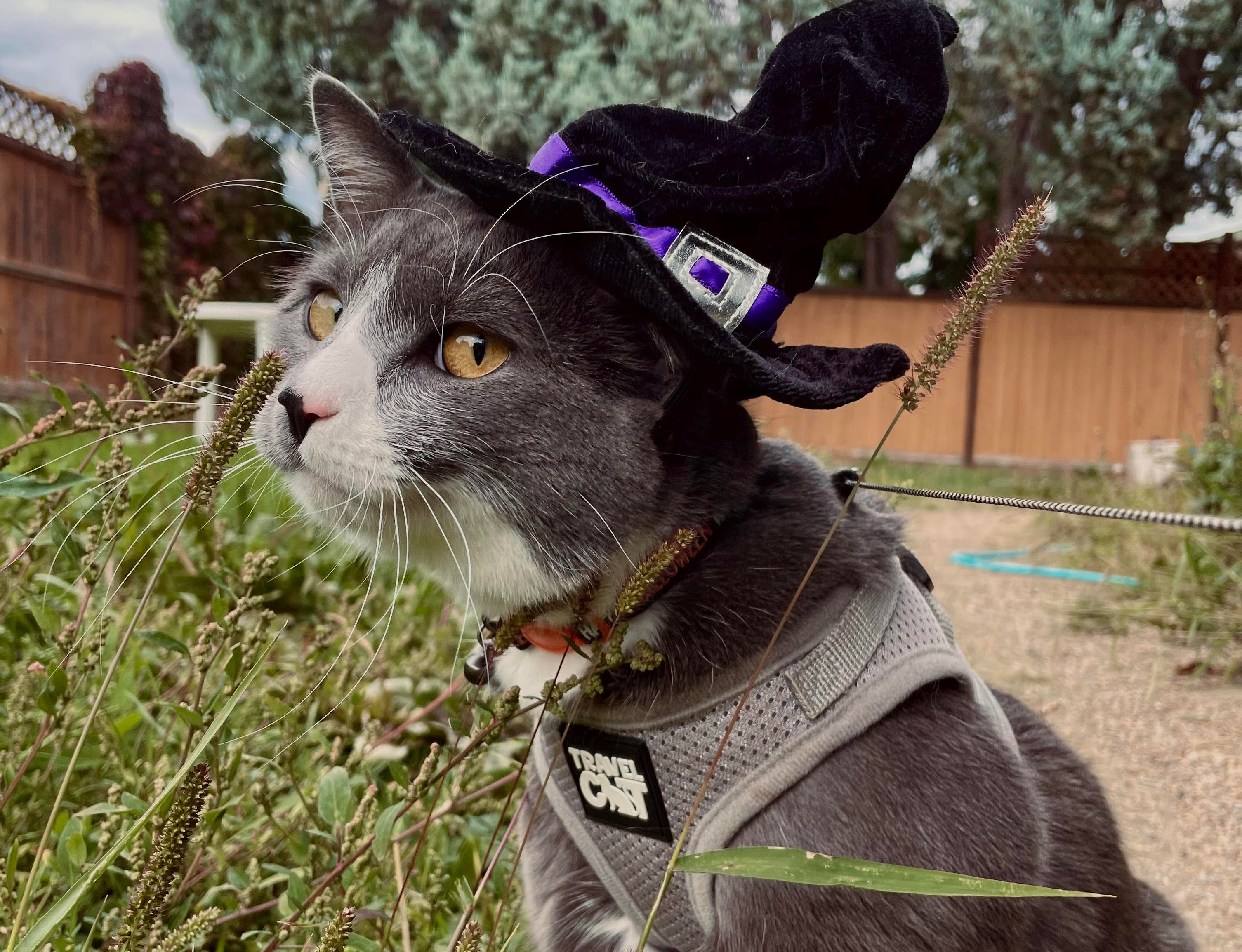 The Cutest Halloween Cats You've Seen this Spooky Season