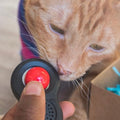 Everything You Need to Know About Clicker Training Your Cat