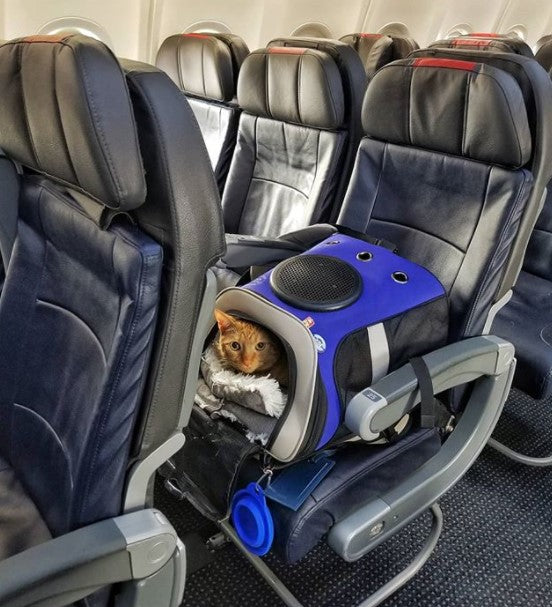 Cat Backpacks that are Carry-On Airline and Fly Compliant for Adventure Cats