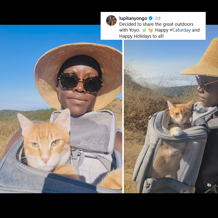 Is This Hollywood Star’s Cat Living a Better Life Than You? Check Out His Cat Backpack Adventures