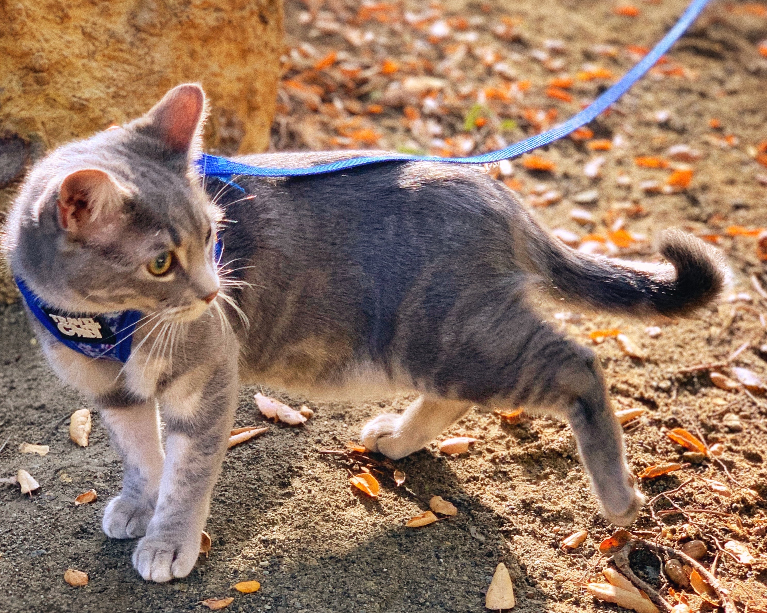 Travel Cat Tuesday: Luna, the Beginner Travel Kitty Eager to Explore