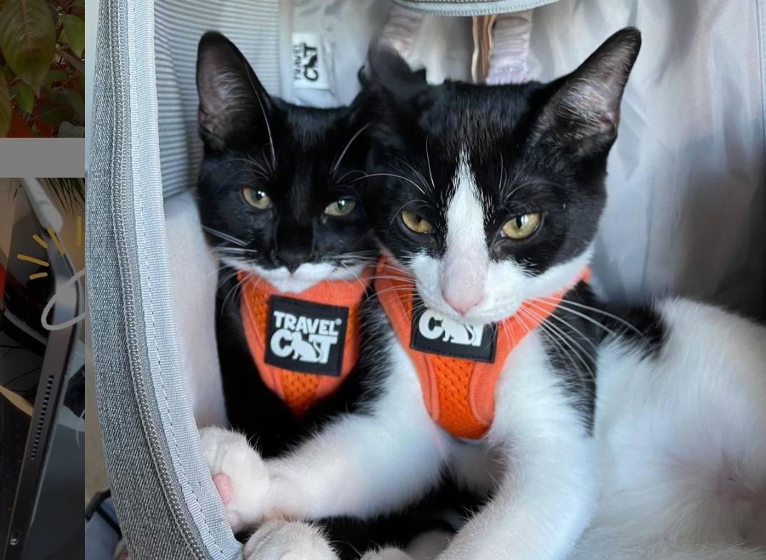 Travel Cat Tuesday: Cat Siblings Reunited