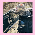 Tiggy: Your Cat Backpack Featured Feline