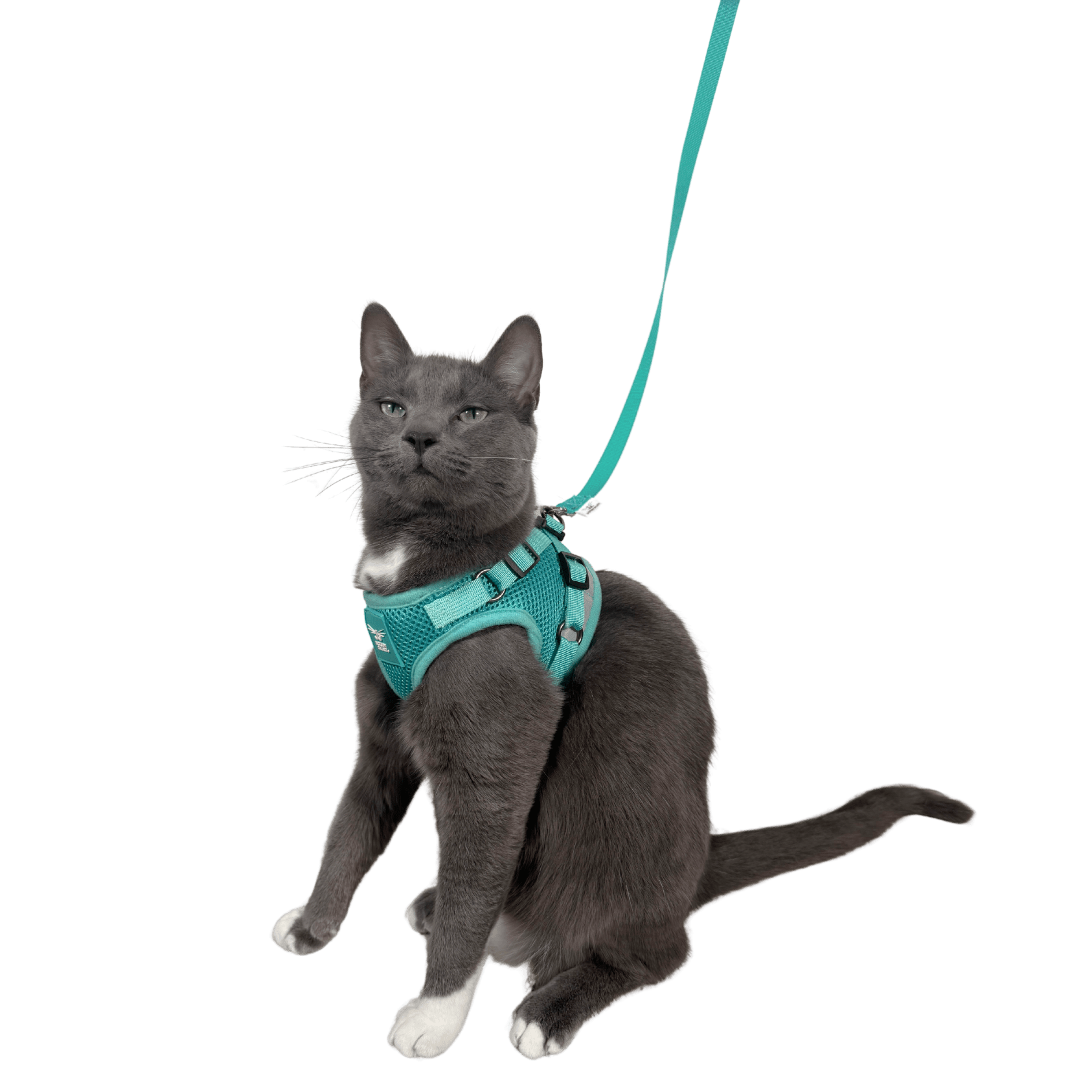 #Color_The Jackson Galaxy