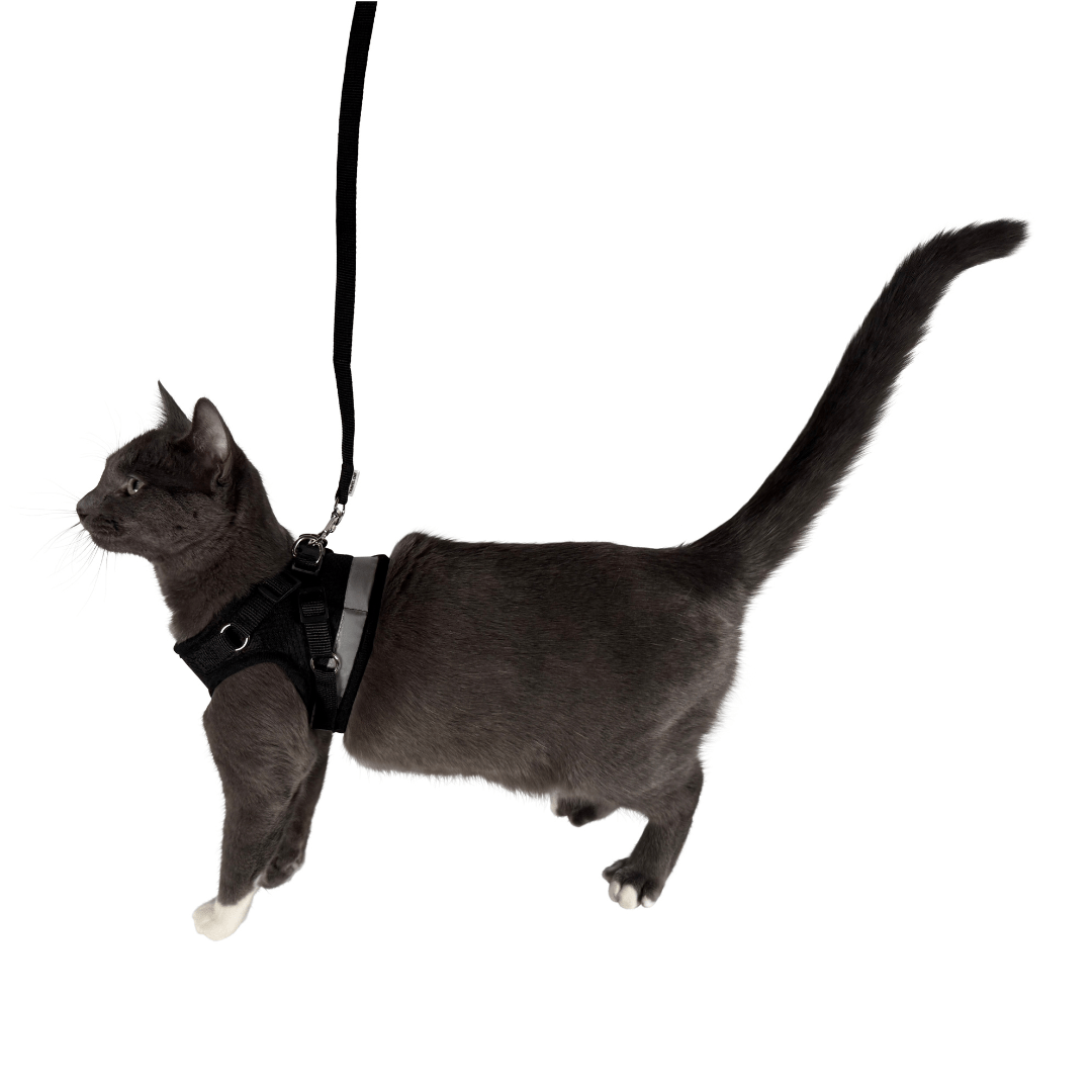 The Black True Adventurer" Reflective Cat & Kitten Harness and Leash