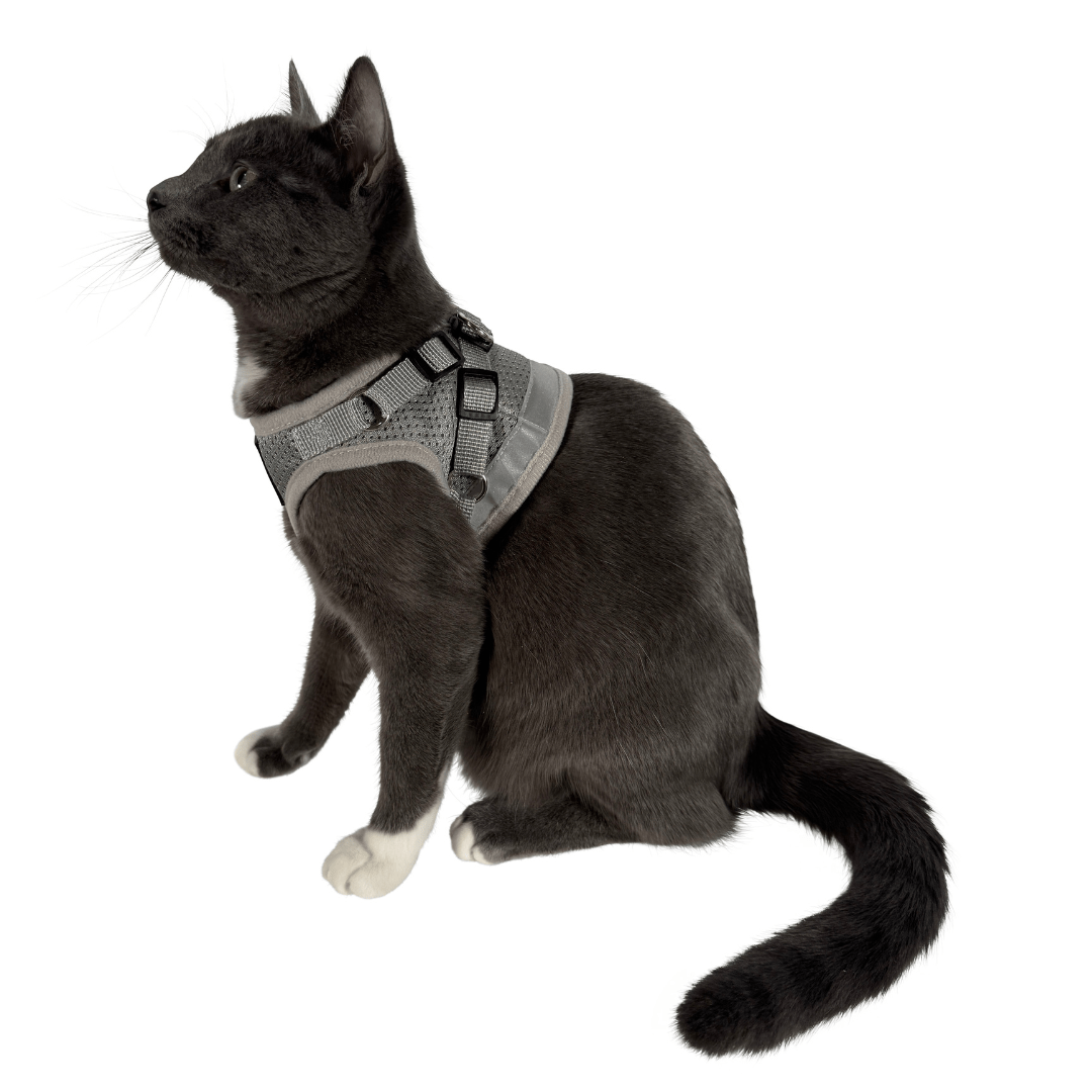 The Grey True Adventurer" Reflective Cat & Kitten Harness and Leash