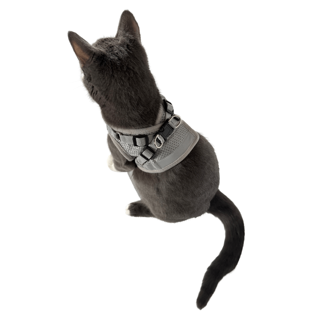 The Grey True Adventurer" Reflective Cat & Kitten Harness and Leash