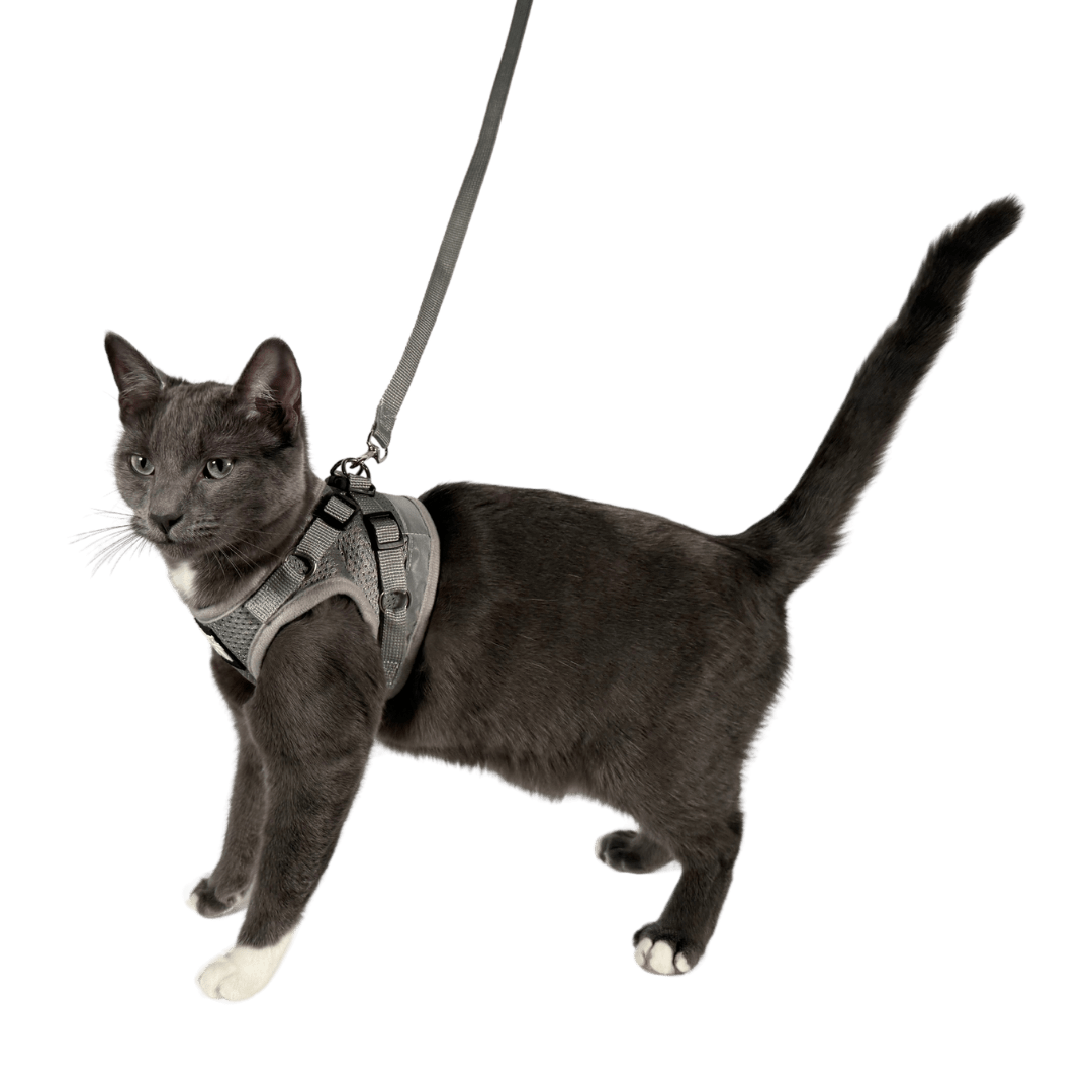 The Grey True Adventurer" Reflective Cat & Kitten Harness and Leash