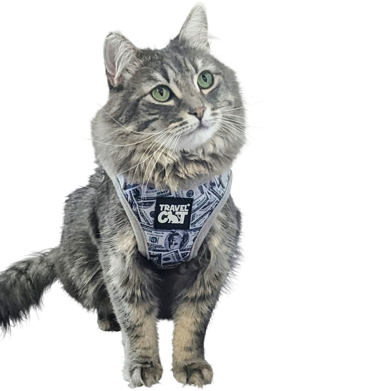 Cash Cat Limited Edition Harness Leash Set