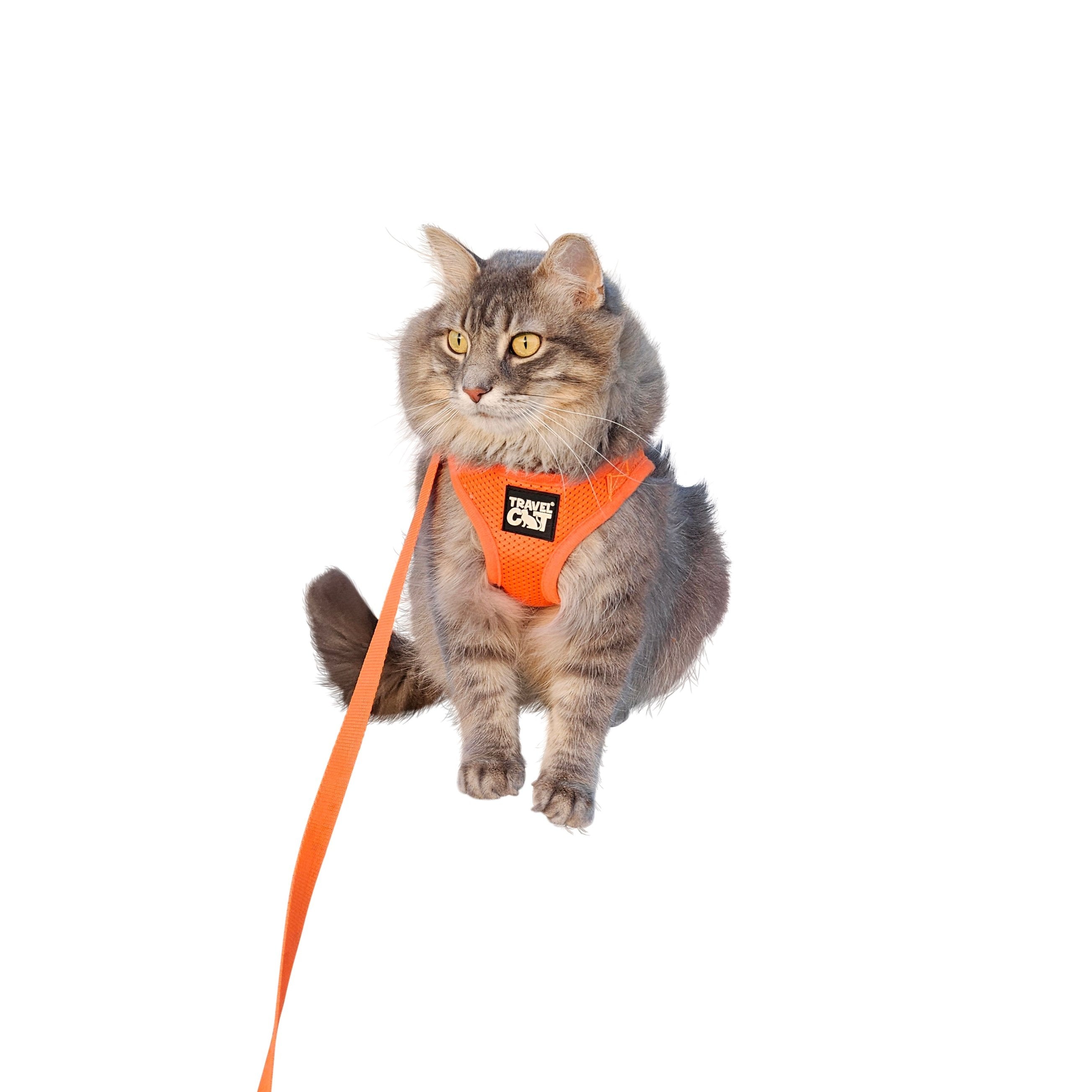 The Orange True Adventurer" Reflective Cat & Kitten Harness and Leash