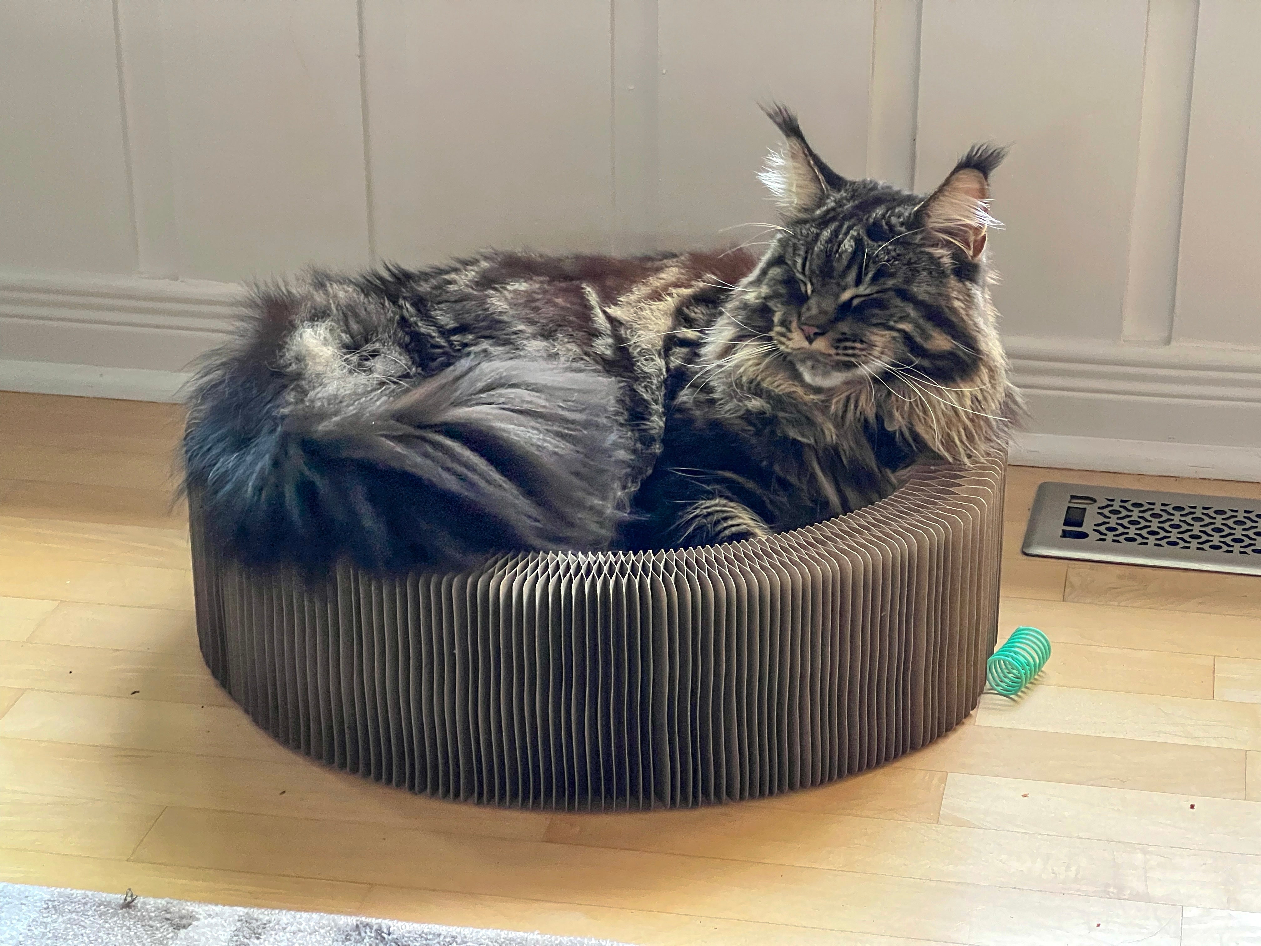 "The Accordion" Travel Cardboard Bed & Scratcher