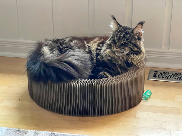 "The Accordion" Travel Cardboard Bed & Scratcher