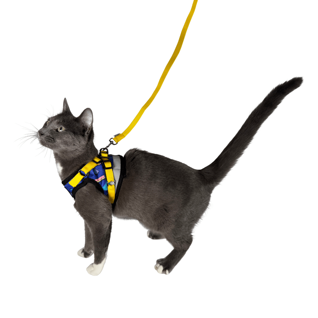 #Color_The 90s Cat