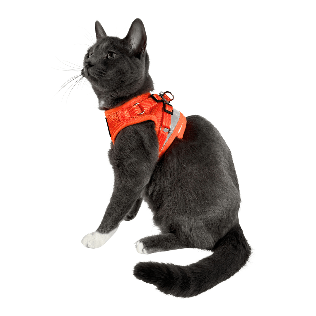 The Orange True Adventurer" Reflective Cat & Kitten Harness and Leash