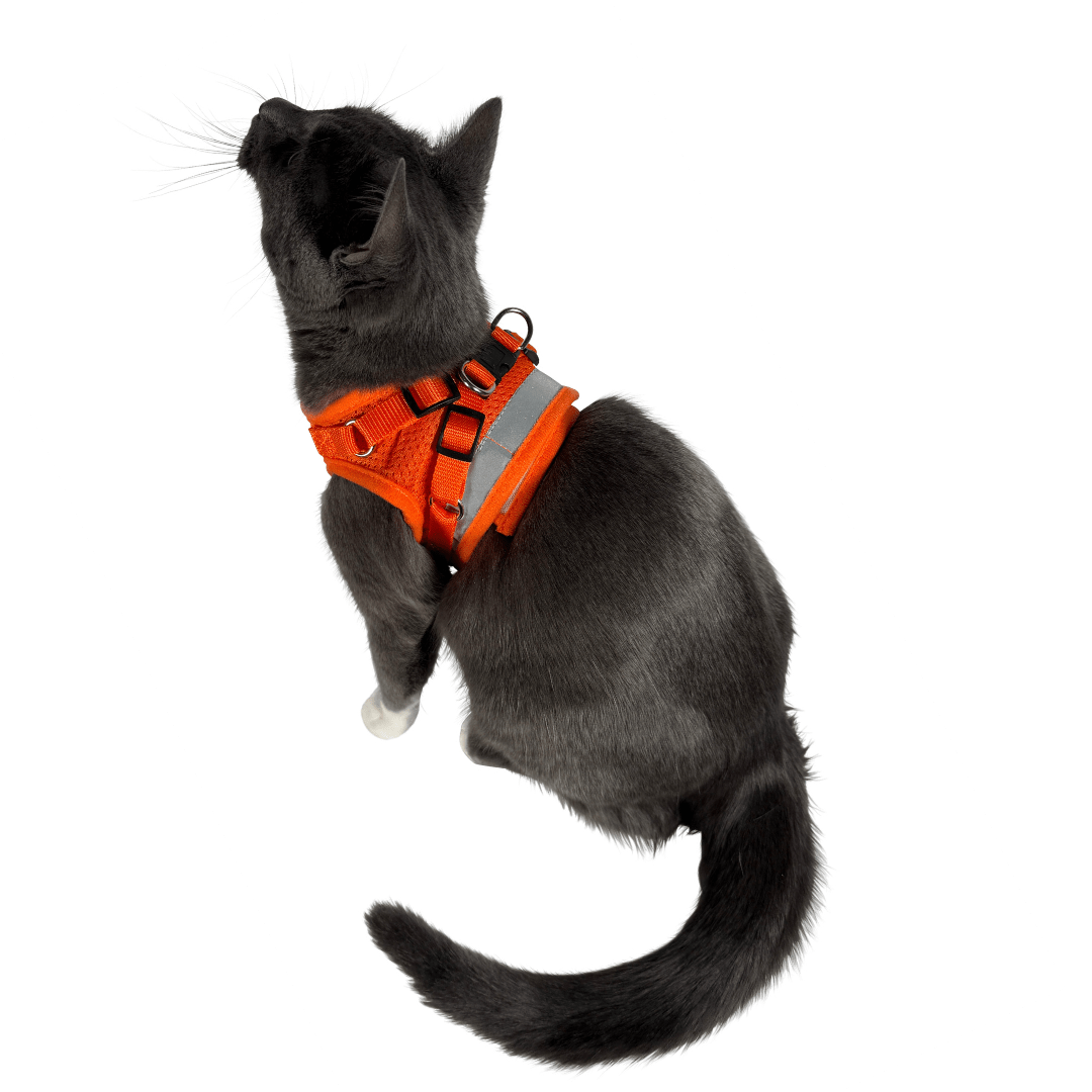 The Orange True Adventurer" Reflective Cat & Kitten Harness and Leash