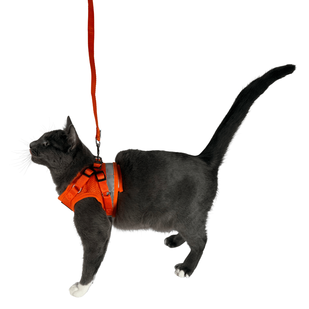 The Orange True Adventurer" Reflective Cat & Kitten Harness and Leash