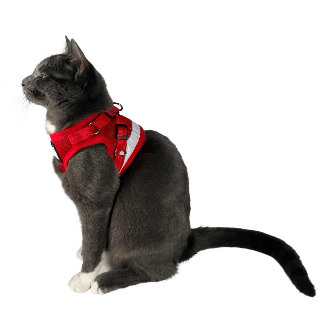 The Red True Adventurer" Reflective Cat & Kitten Harness and Leash