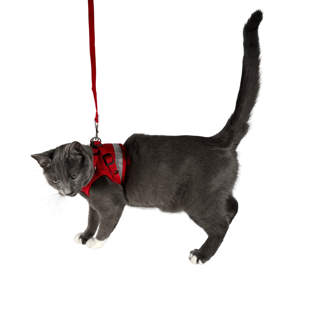 The Red True Adventurer" Reflective Cat & Kitten Harness and Leash