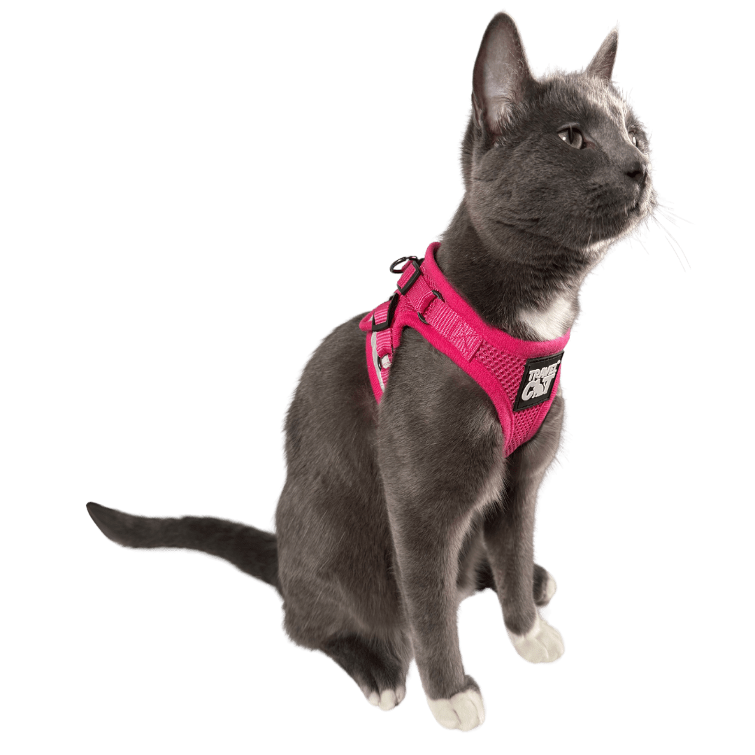 #Color_The Purrfectly Pink
