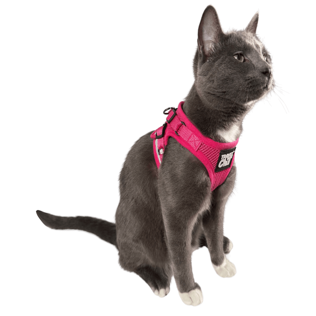 "The True Adventurer" Reflective Cat & Kitten Harness and Leash