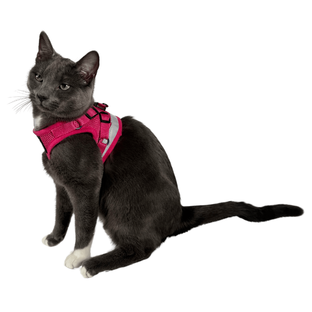 "The Purrfectly Pink" Iridescent Limited-Edition Harness & Leash Set