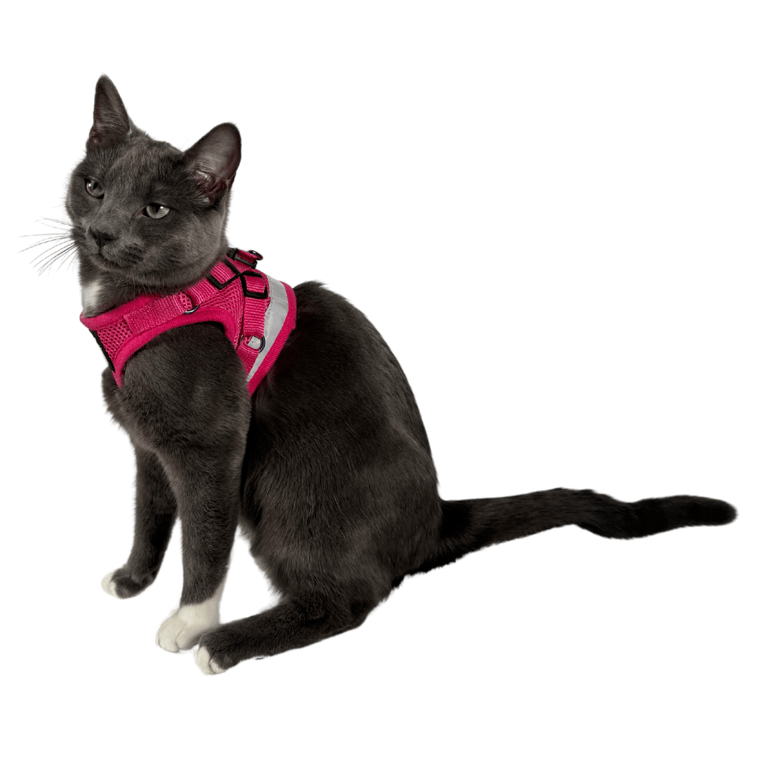 #Color_The Purrfectly Pink