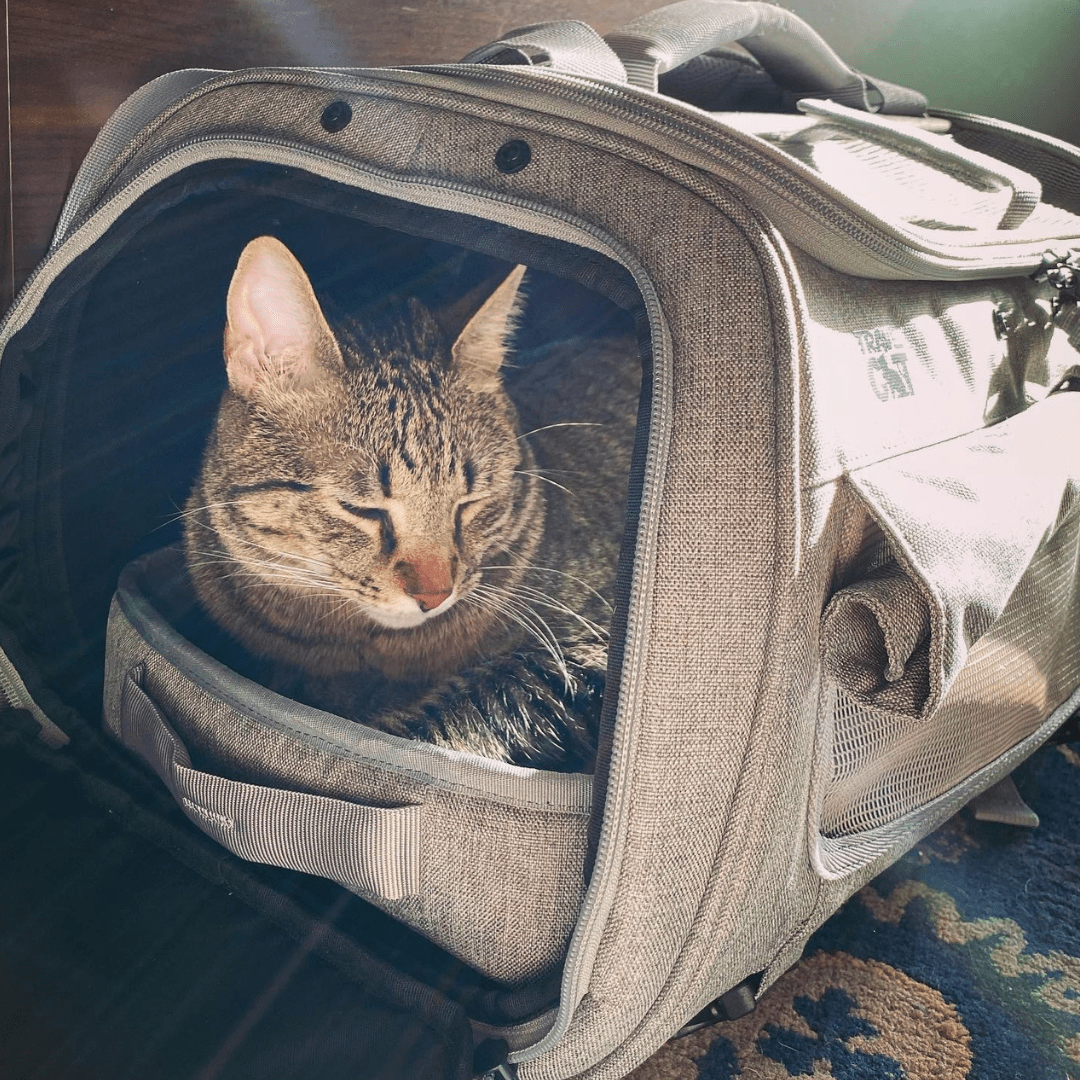 "The Transpurrter" Ultimate Calming Convertible Cat Carrier in Heather Grey and Teal