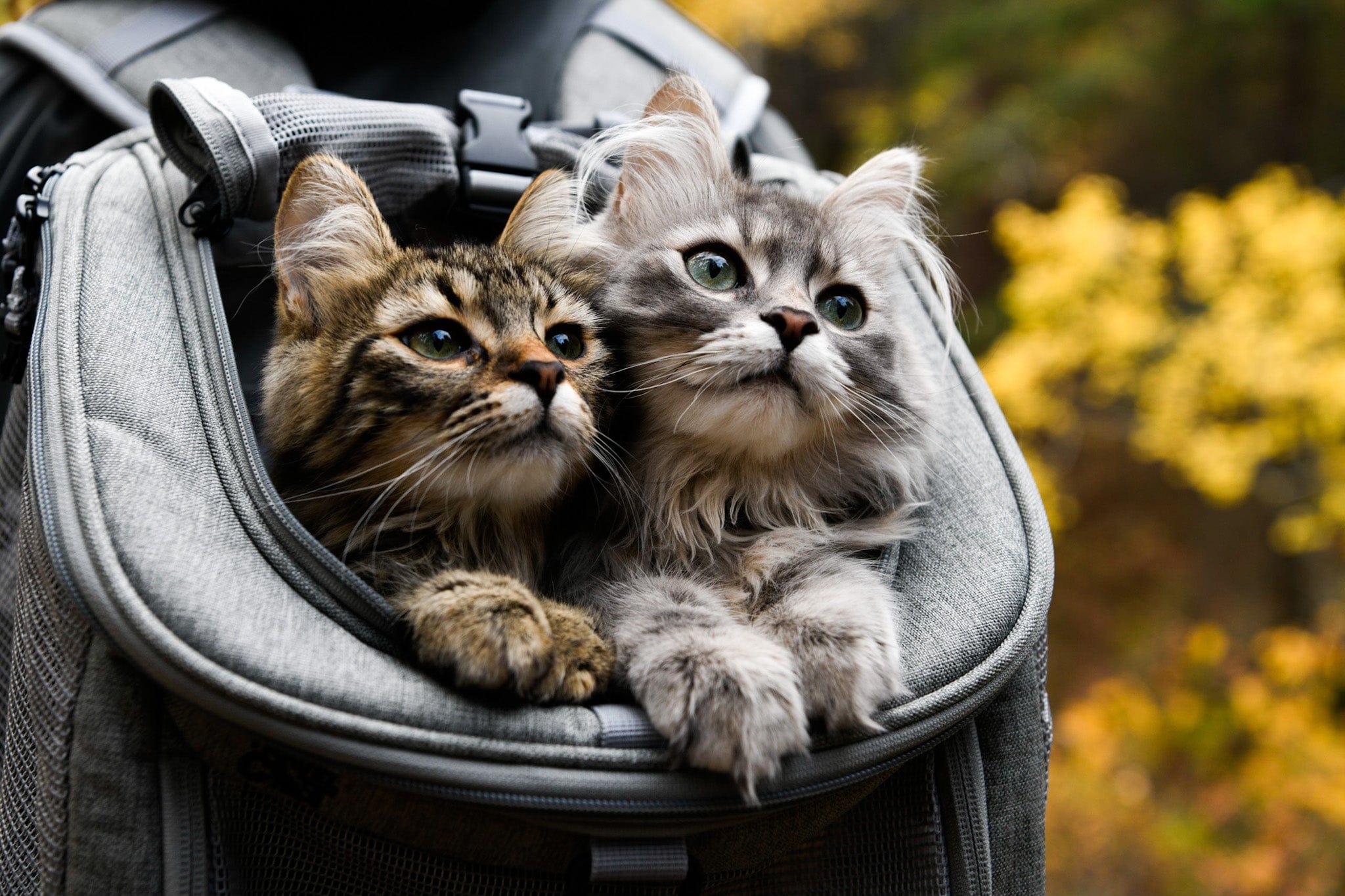 "The Navigator" Convertible Cat Backpack - For Adventurous Cats and Humans