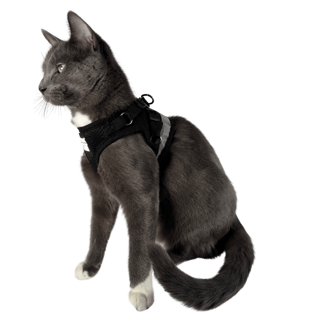 The Black True Adventurer" Reflective Cat & Kitten Harness and Leash