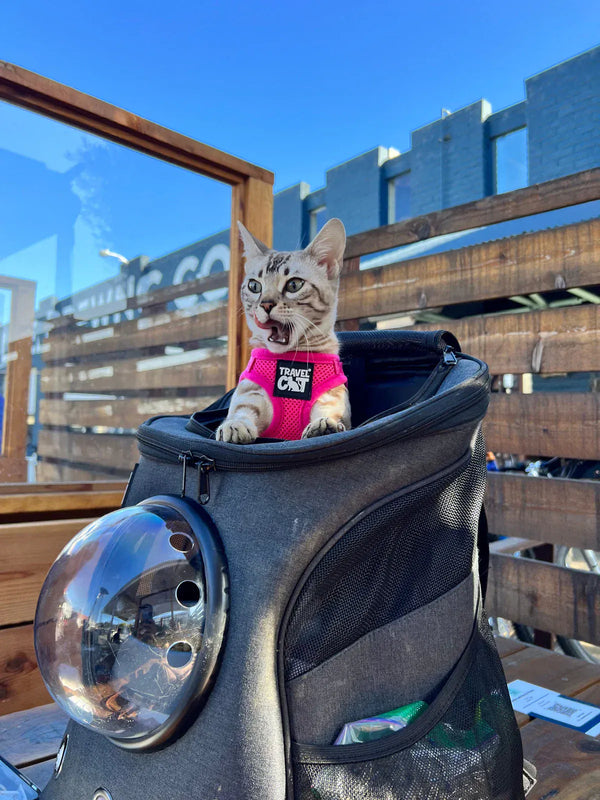 The Best Cat Backpack Carriers to Travel With Your Cat