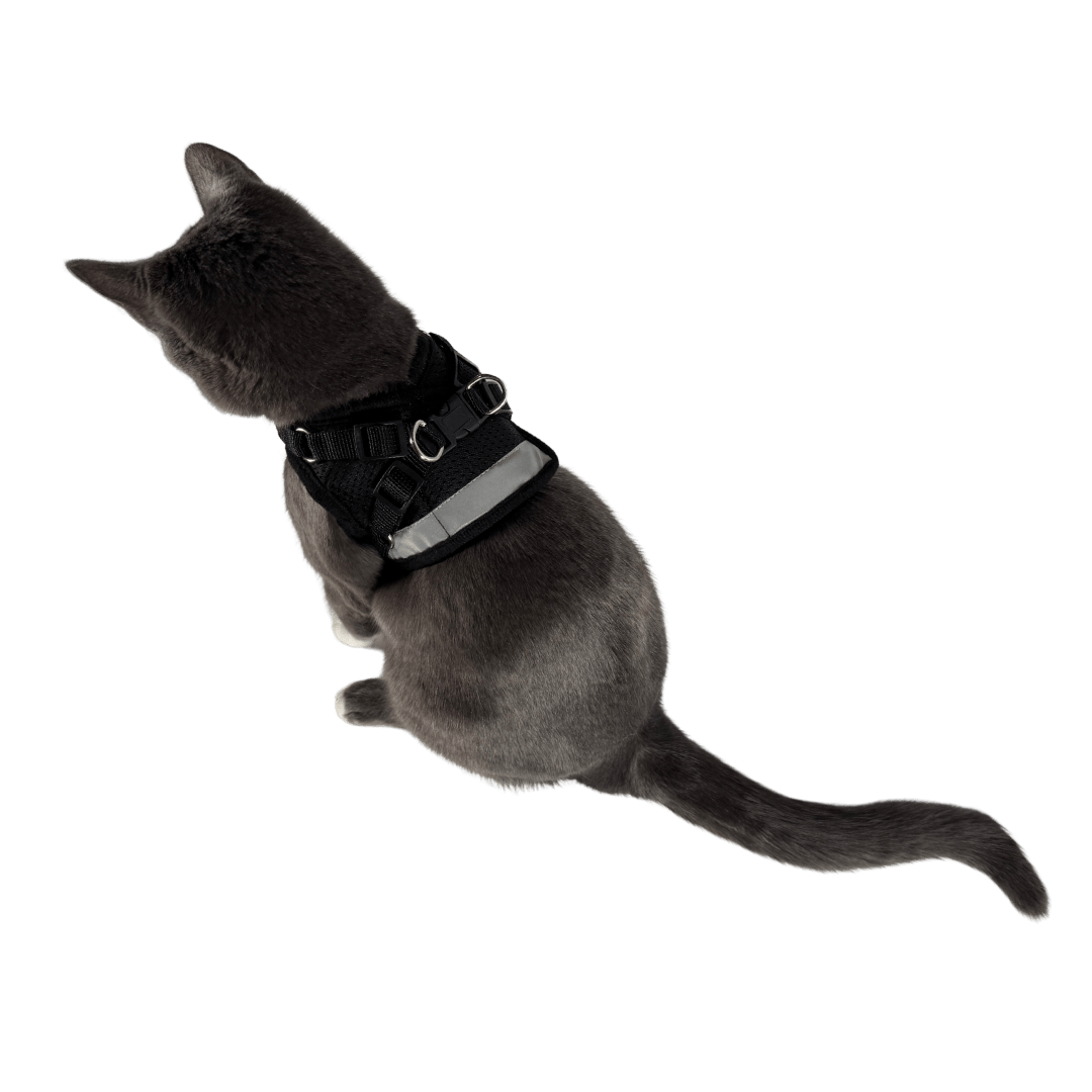 The Black True Adventurer" Reflective Cat & Kitten Harness and Leash