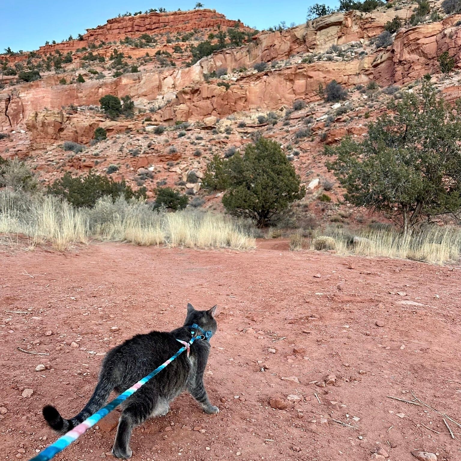 "The Day Tripper" Perfect Adjustable H-Style Cat Harness & Bungee Leash Set - Watercolor