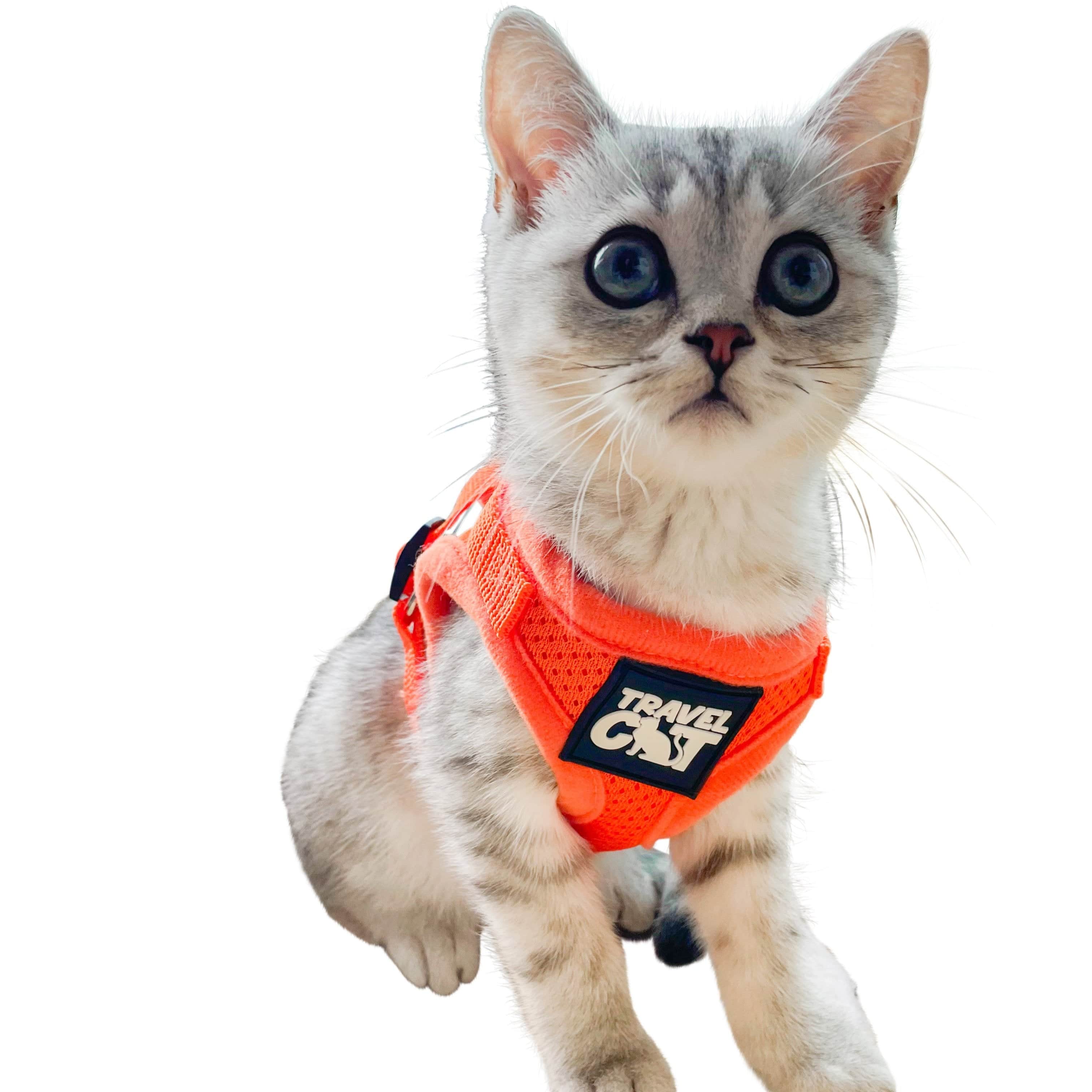 The Orange True Adventurer" Reflective Cat & Kitten Harness and Leash