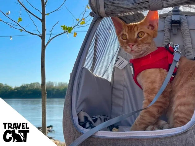 Taylor Swift Shows Off Her Cat Backpack in Miss Americana Netflix Docu