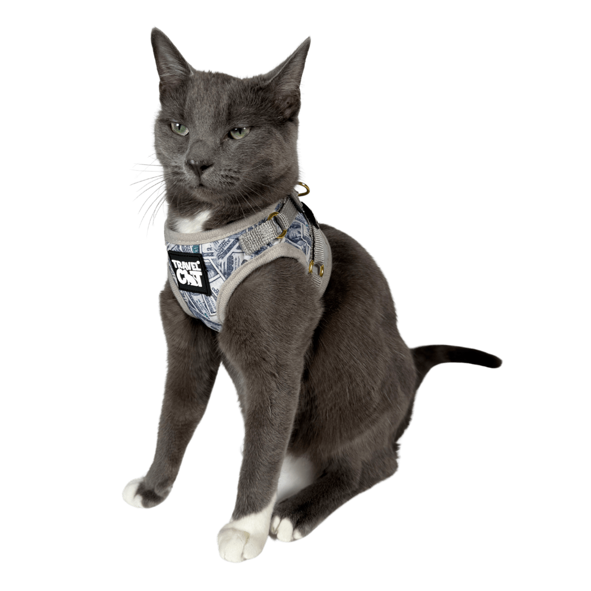 #Color_Cash Cat