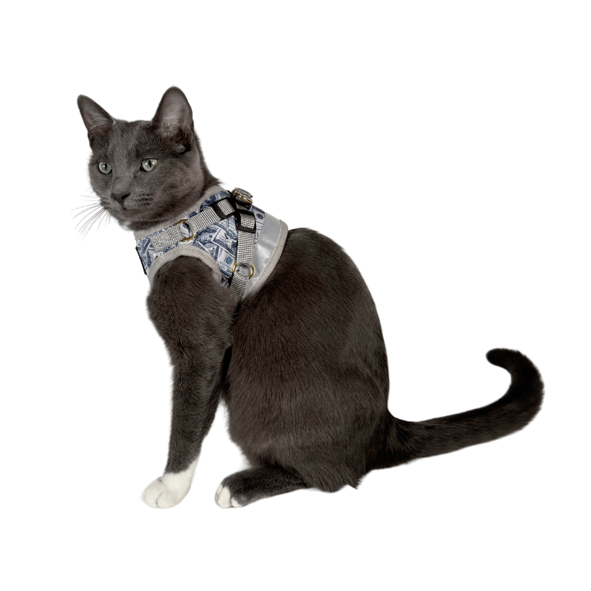 "Cash Cat" Limited Edition Harness & Leash Set