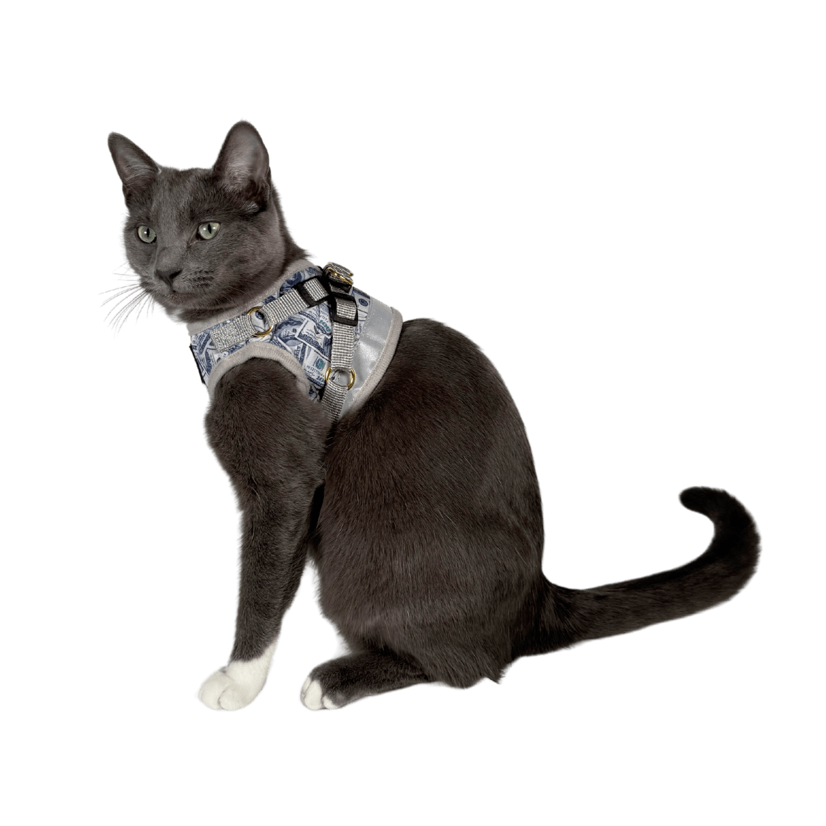 #Color_Cash Cat