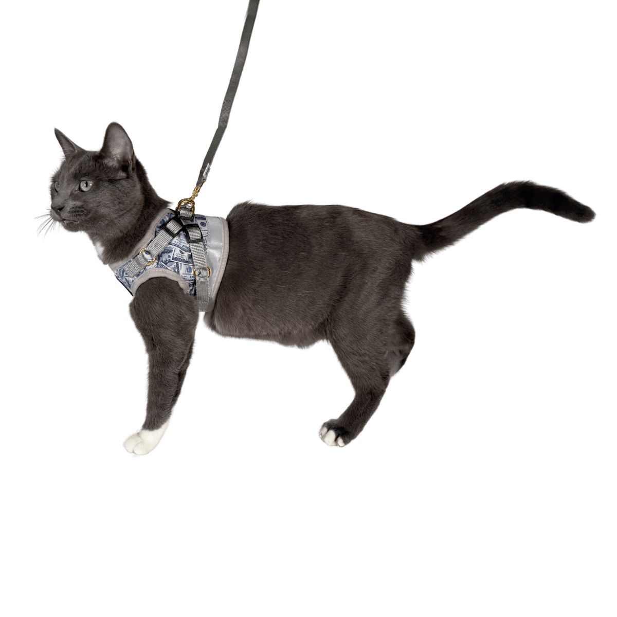 #Color_Cash Cat
