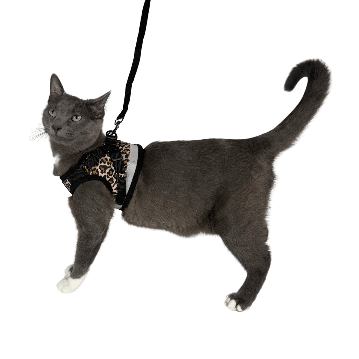 "The Cheeky Cheetah" Limited Edition Cheetah Print Cat Harness