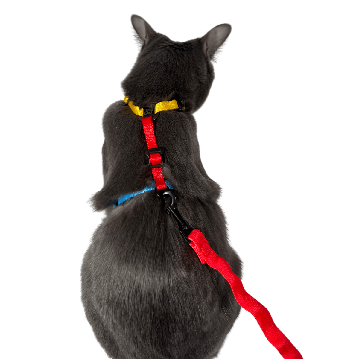 "The Day Tripper" Perfect Adjustable H-Style Cat Harness & Bungee Leash Set - Color Block