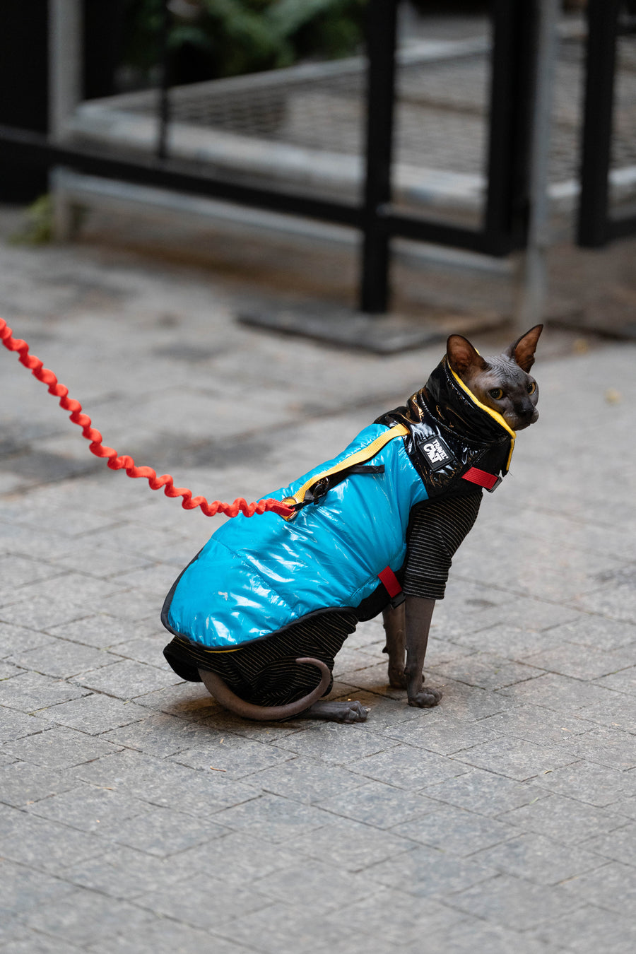 The Best Cat and Kitten Harnesses & Leashes