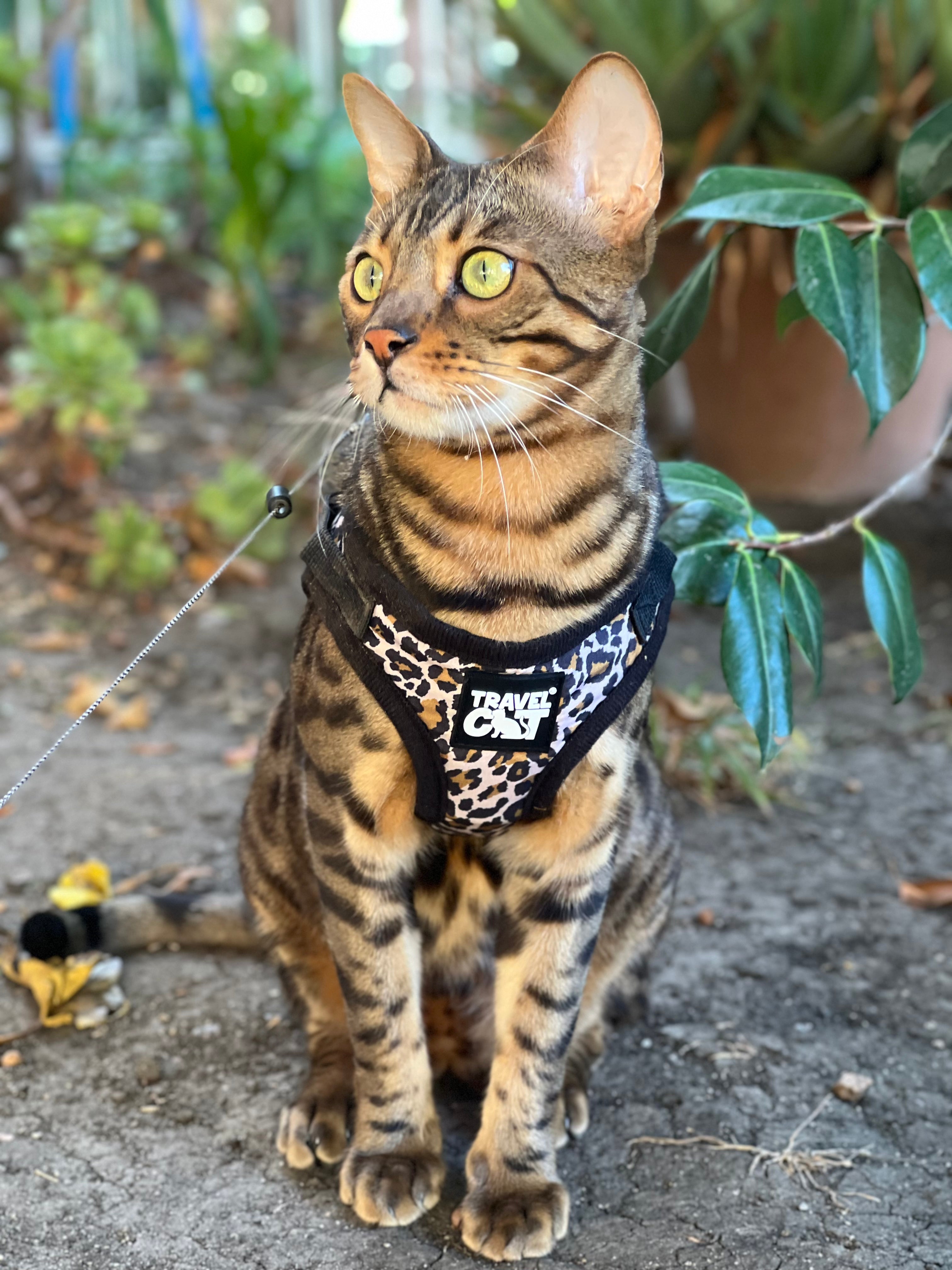 The Pathfinder Cat Harness & Tractive GPS Device Bundle