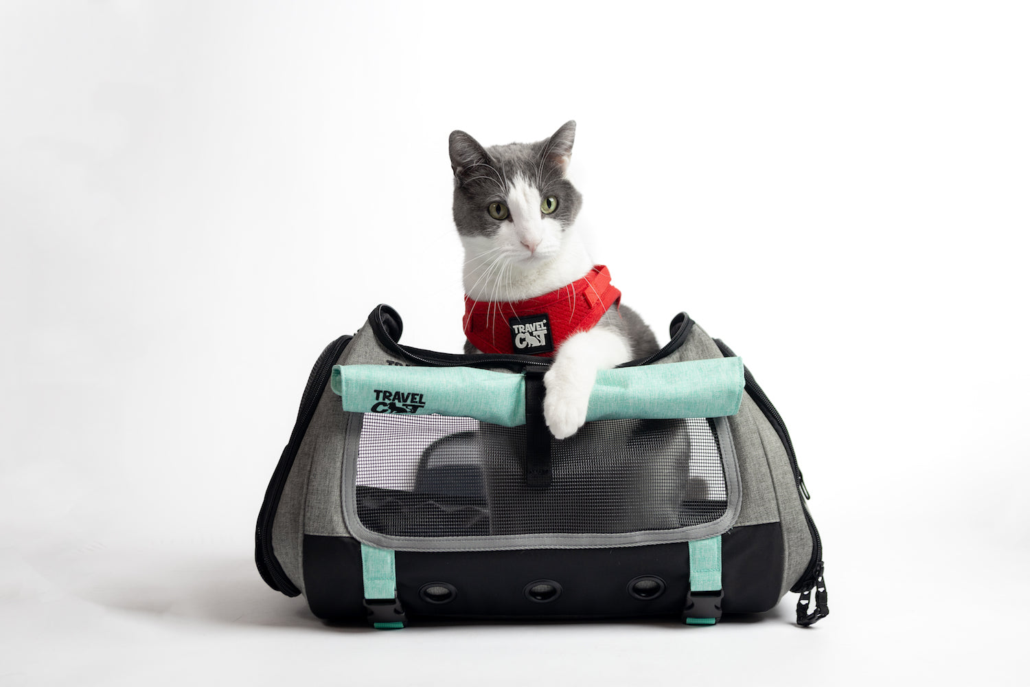 cat travel bag kmart