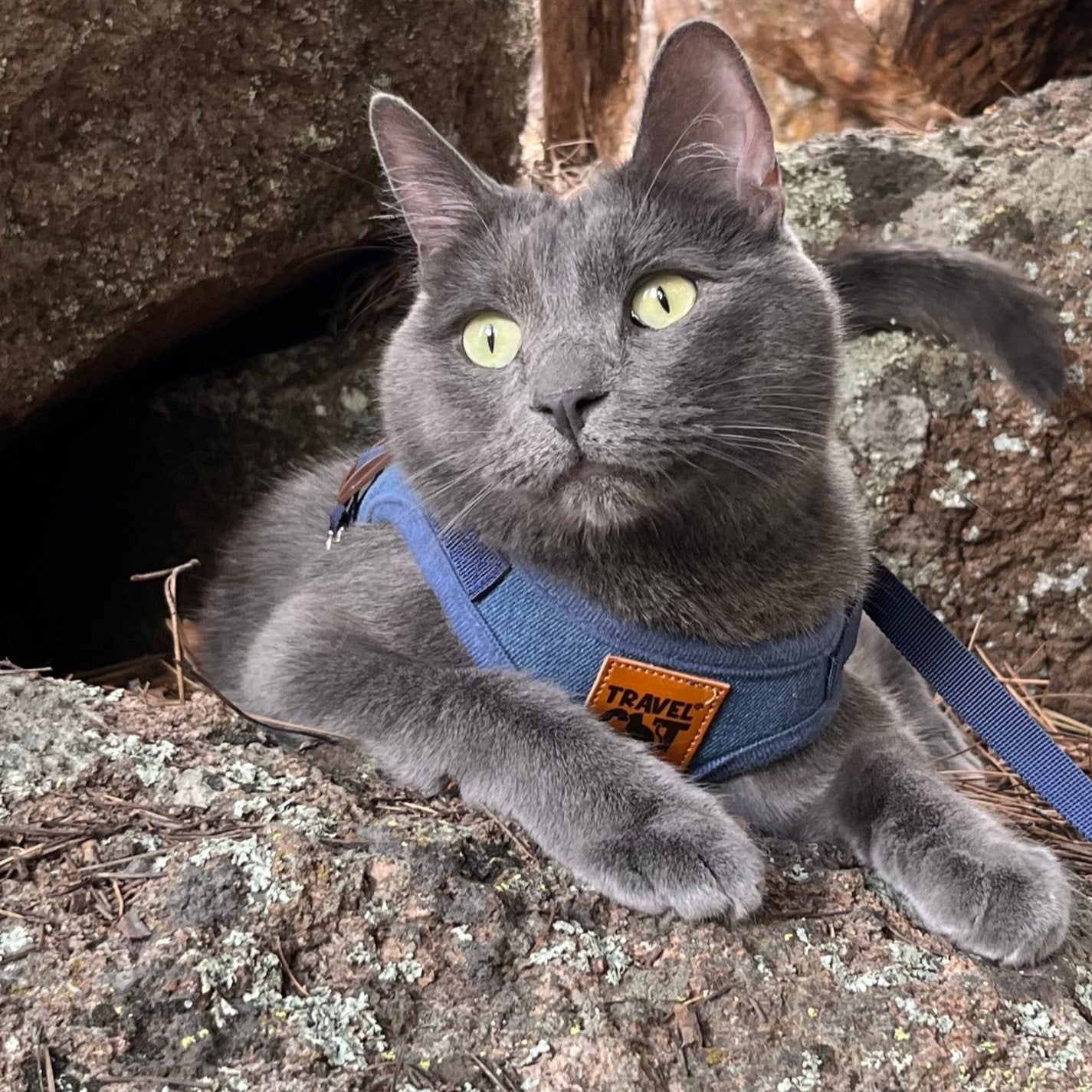 "The Jean Jacket" Limited Edition Cat Harness & Leash Set