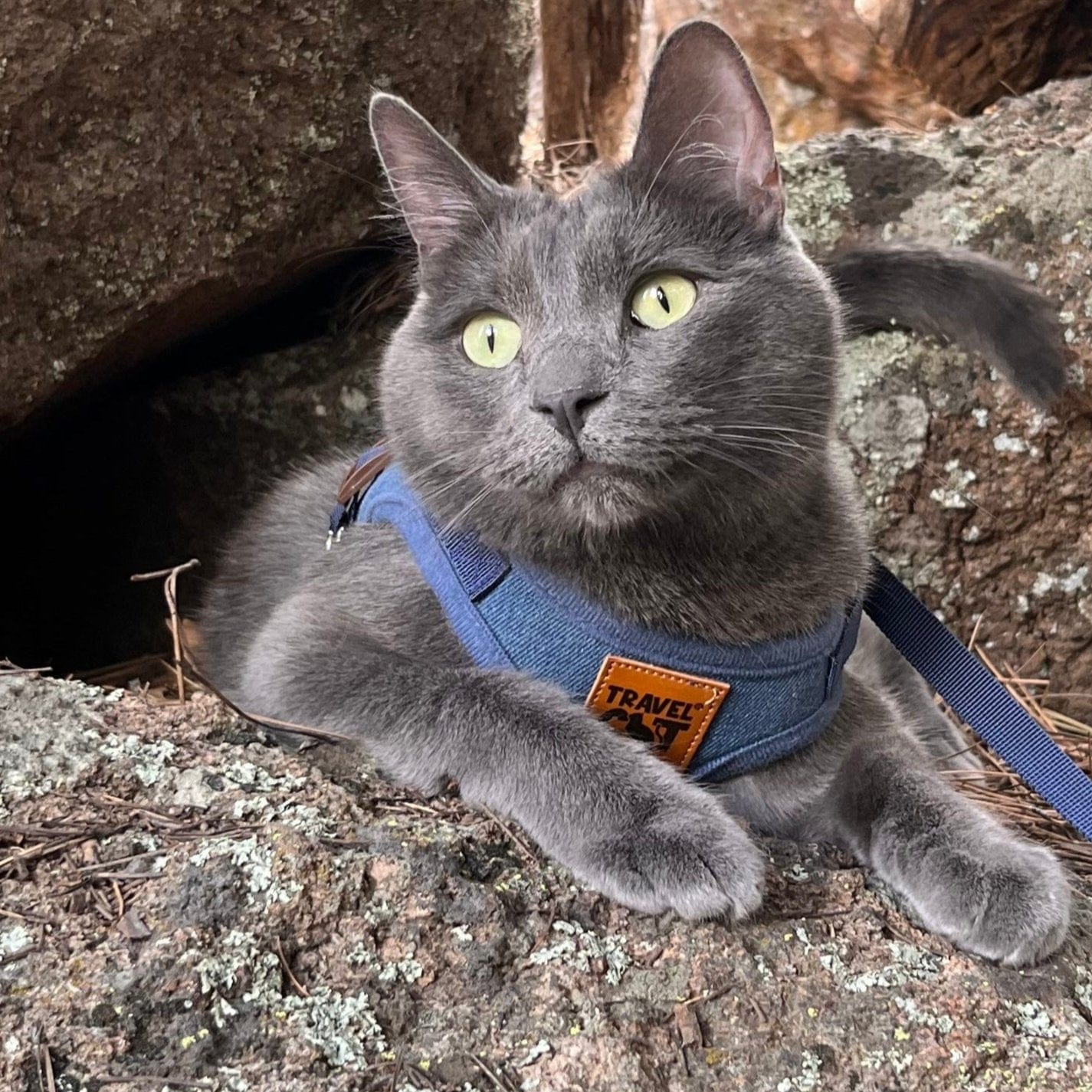 "The True Adventurer" Reflective Cat & Kitten Harness and Leash