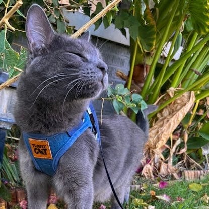 "The Jean Jacket" Limited Edition Cat Harness & Leash Set