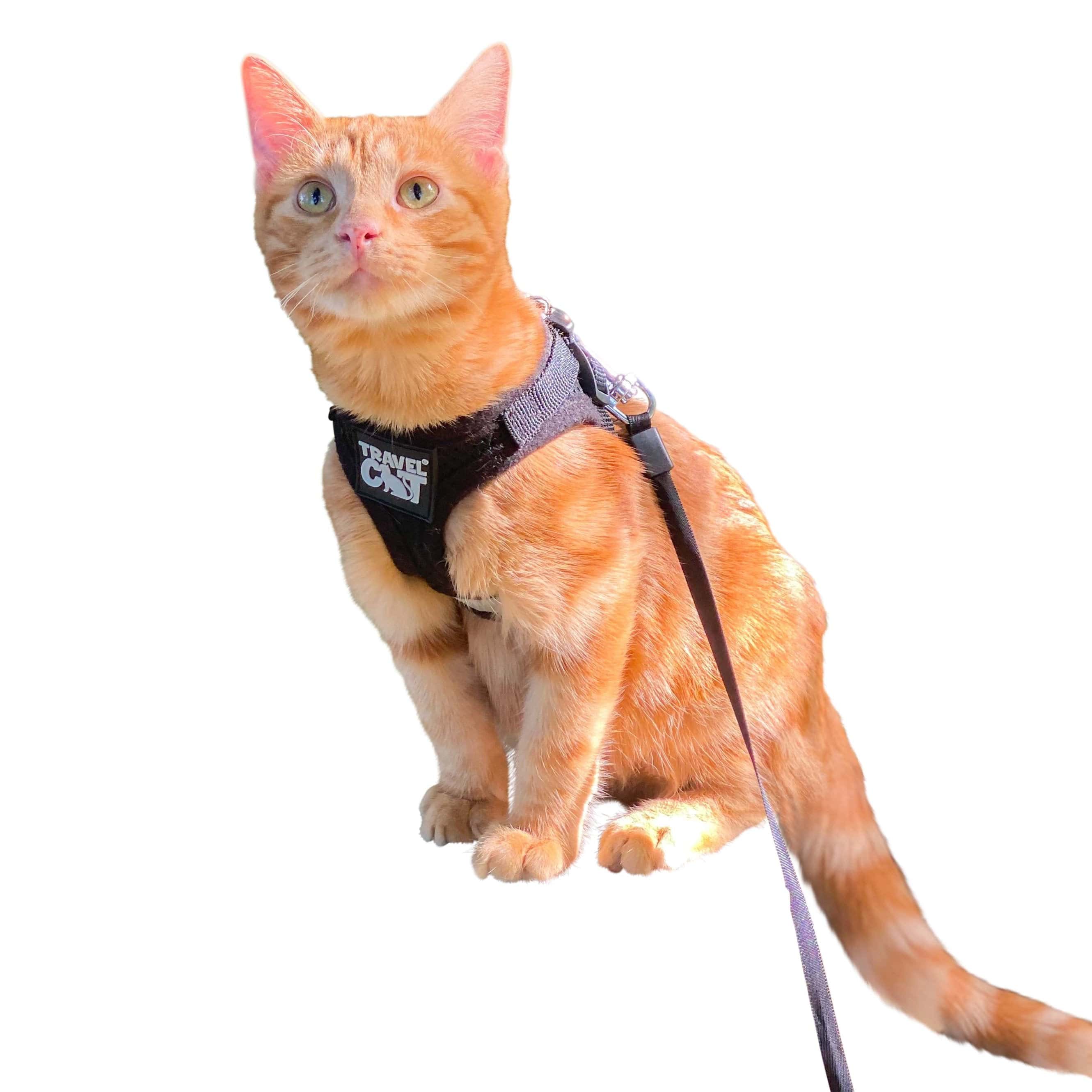 The Black True Adventurer" Reflective Cat & Kitten Harness and Leash