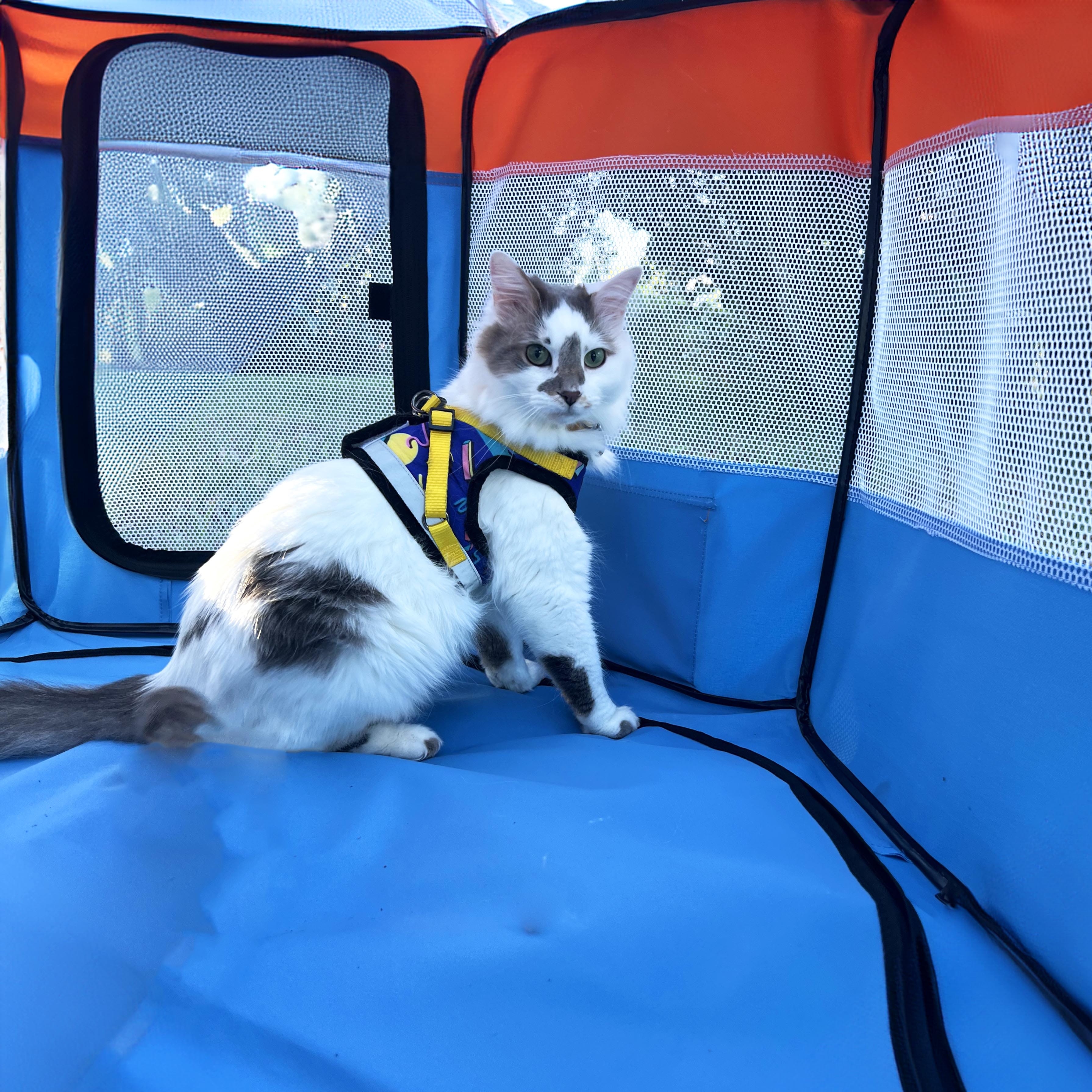 Portable clearance cat tent