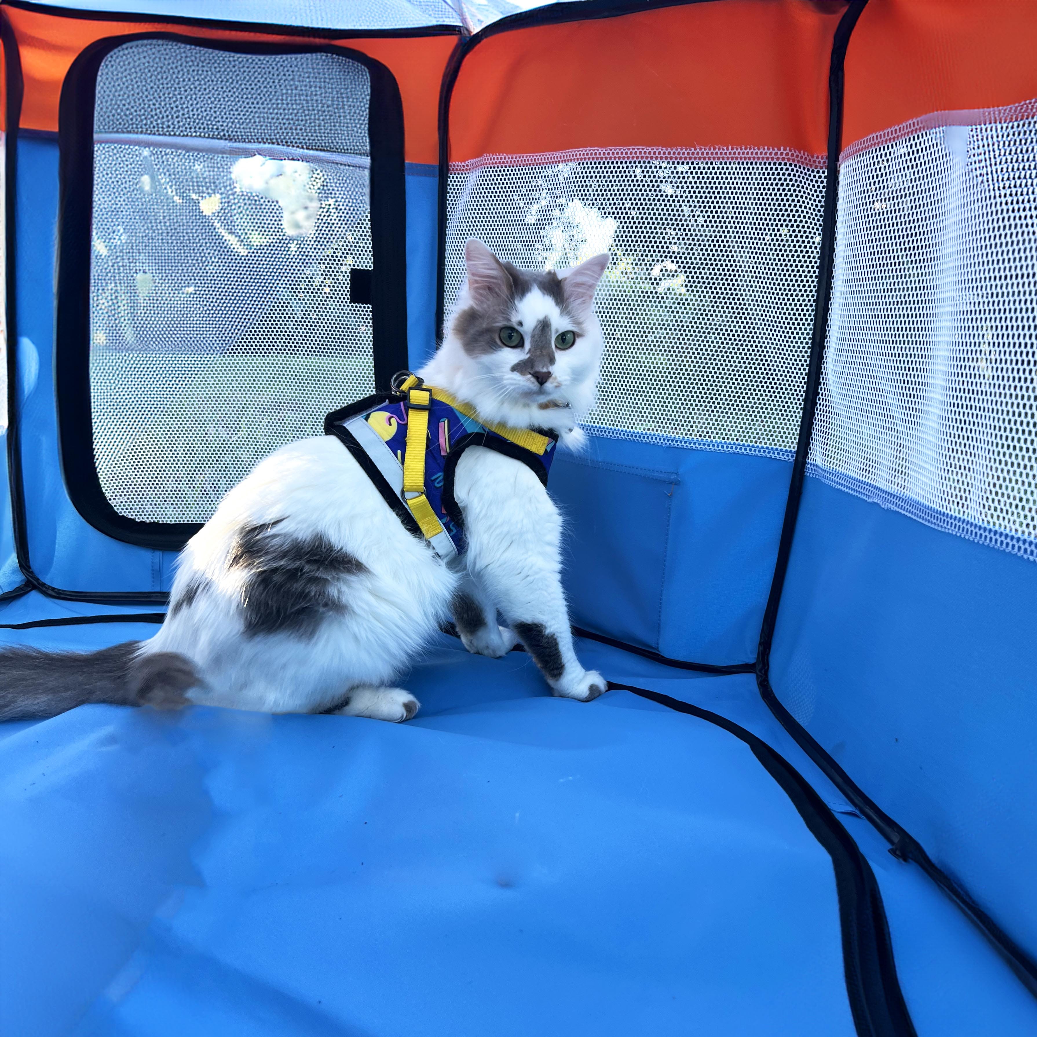 The Feline Fun House - Portable Cat Play Tent